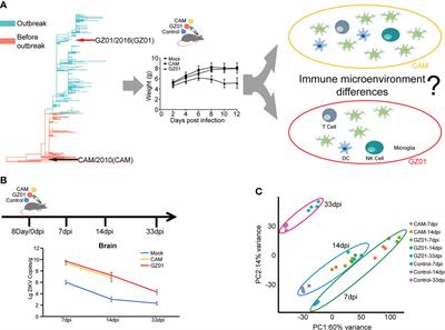 Immune profiles in mouse brain and testes infected by Zika virus with variable pathogenicity